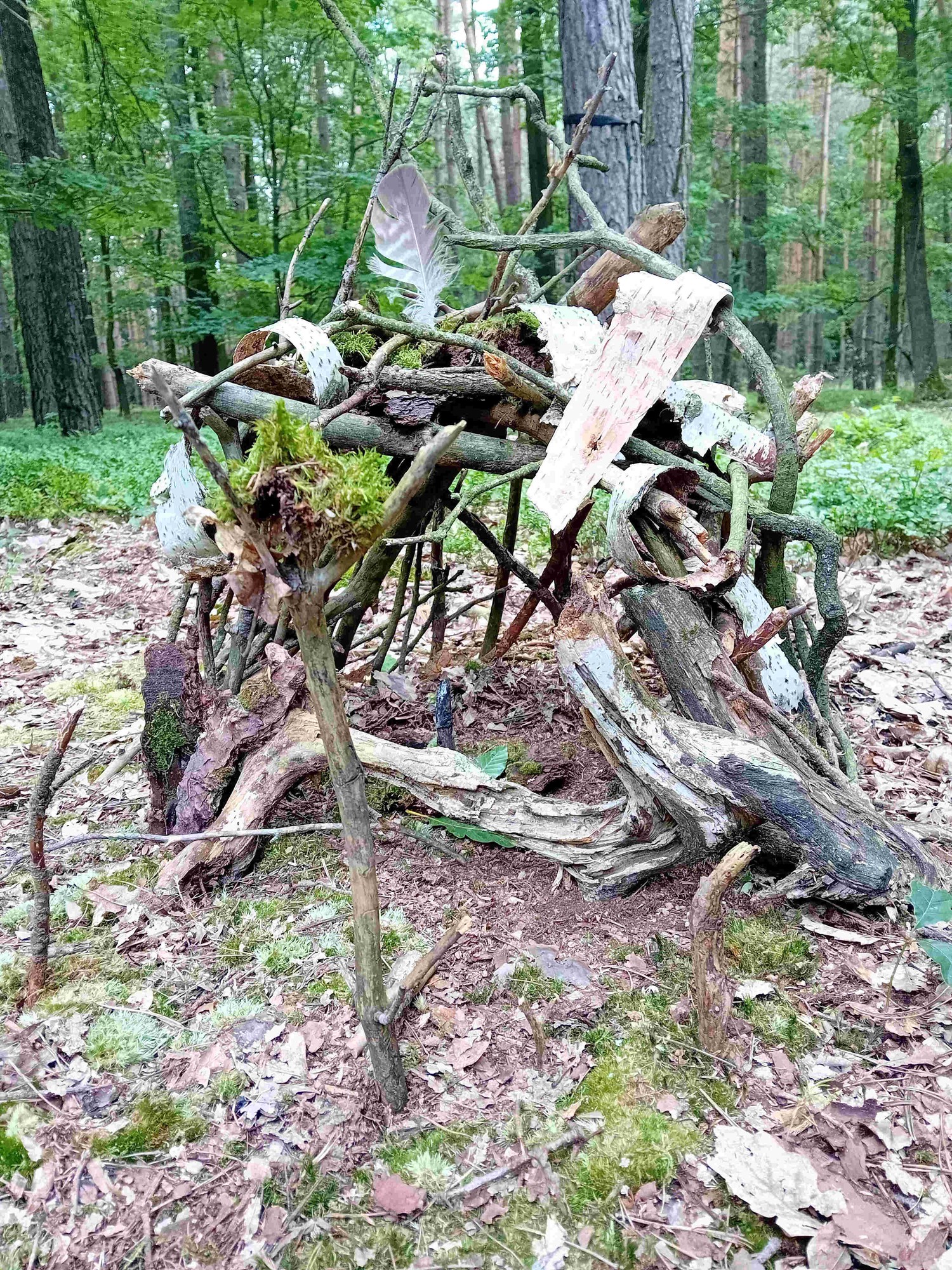 Lektorování